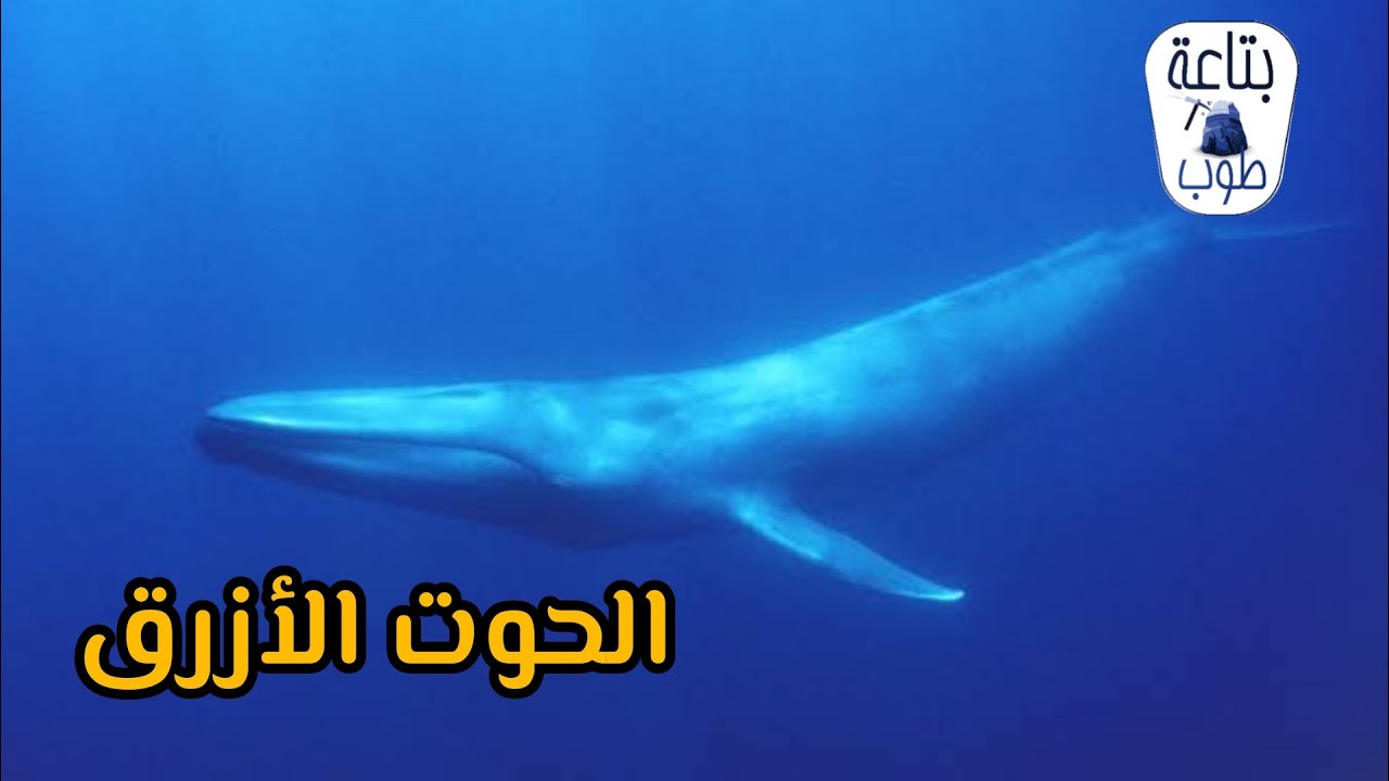 الحوت الأزرق اكبر حيوان علي الكوكب 😯 - YouTube