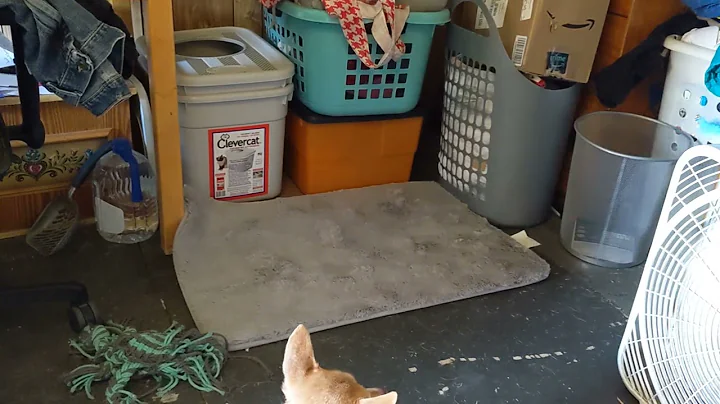 Dogs get new bed