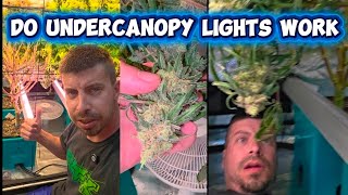 do undercanopy lights work? lets see what the migro intra 160's did at 25-30%. Whats your thoughts?