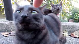 ツンデレな黒猫ちゃんをモフる。卍