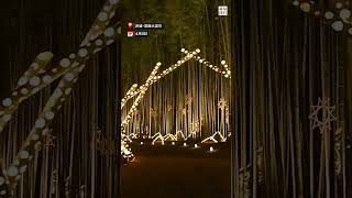 放置竹林が観光資源に　茨城県常陸大宮市でライトアップ
