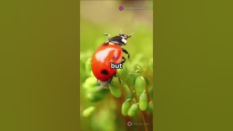 Enhancing Soil Health and Crop Quality in Modern Agriculture #soil #farming #researchers #farm