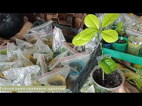 Результаты Цитрусовых прививок и укореняшек- 1 часть/ Цитрусовый Рай МариАны