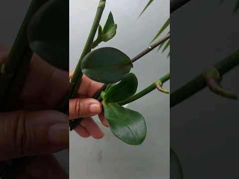 Vídeo: Crescendo lindas phalaenopsis em casa