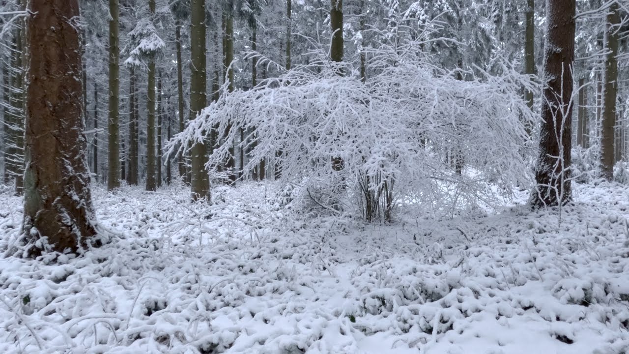 A Forest Beneath Snowfall | Cinematic Nature Mood