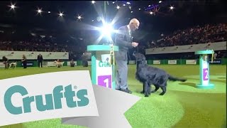 Gundog - Best in Group | Crufts 2011 sponsored by dfs