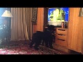 Dog Tv