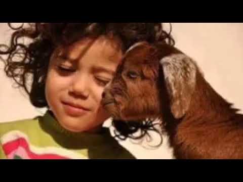 رائعة حدو والشاوش