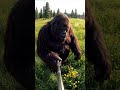 Bigfoot Picks Wildflowers for a Forest Bouquet