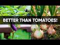 Forget Tomatoes! 🍅 This Plant Produces Food All Year Long 🌿