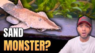The Chameleon Whiptail Catfish: 2 Years Later