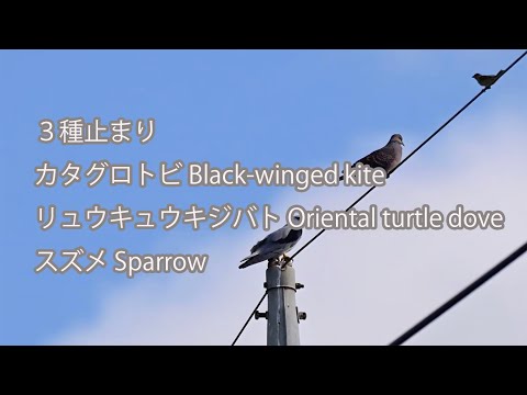 【３種止まり】カタグロトビ&リュウキュウキジバト＆スズメ Black-winged kite&Oriental turtle dove&Sparrow