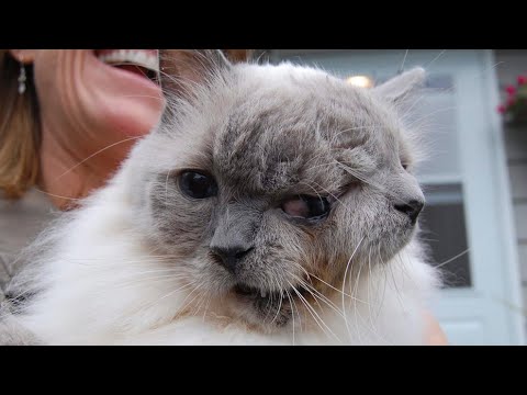 Видео: Неочаквано Отслабване в котки и кучета