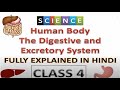 Human Body Digestive And Excretory System 1