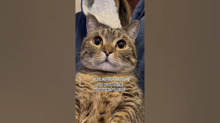 So you want a cat? are you sure?? - DayDayNews