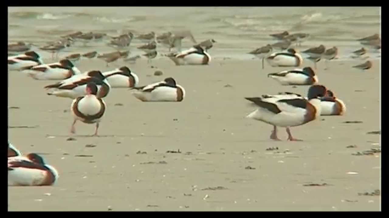 Habitat Mare- Active for marine nature conservation