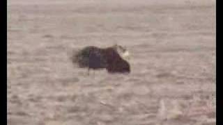 Golden Eagle taking down a deer