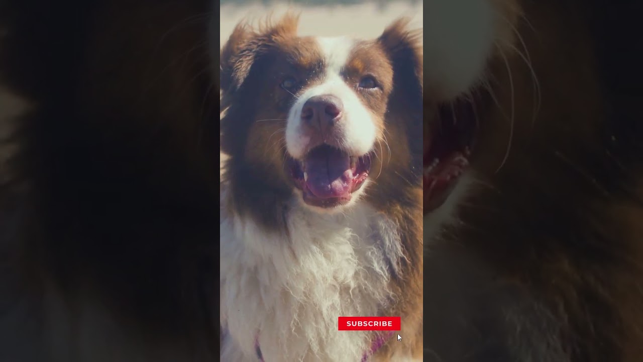 Dog Beach Walk Dog Happy Mood 1 Minute Happy Reset Day At The Beach Music For Dogs