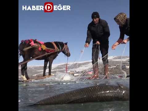 Çıldır Gölü'nde Eskimo usulü balık avlayan aile yörenin turizm elçisi gibi çalışıyor