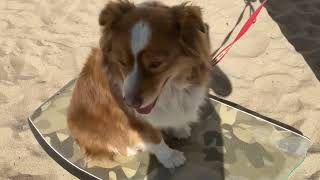 Season 1 episode 7 Levi goes boogie boarding