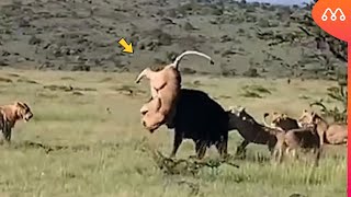 O Búfalo Fez Isso Antes De Morrer