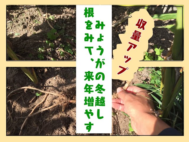 21 毎年増える みょうがの収穫を2倍にした冬越しの栽培 さいこうやさい