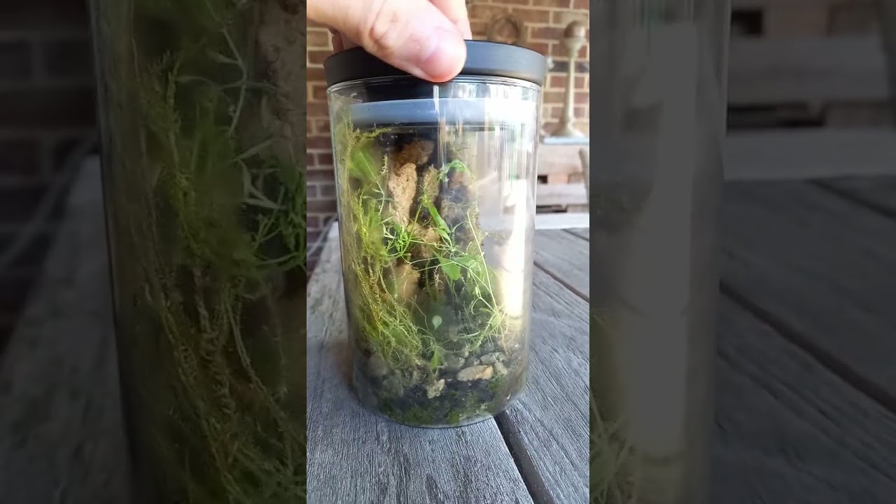 The Jar That Will Outlive You. How a Closed Terrarium Works