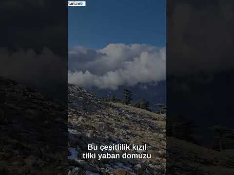Armutoğlu Yaylası
