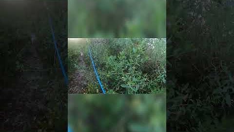 Đi câu gặp cá sấu thì làm gì ? #shorts || Kênh Câu Cá Lóc #shorts #câucá #trendingshorts