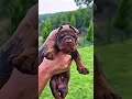 Dig evolution ☠️ #viral #pitbull #dog #canecorso #doberman #shorts #shortsfeed