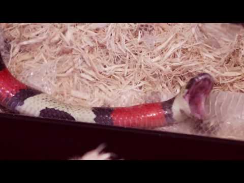 Pueblan milk snake's HUGE morning yawn after shedding!