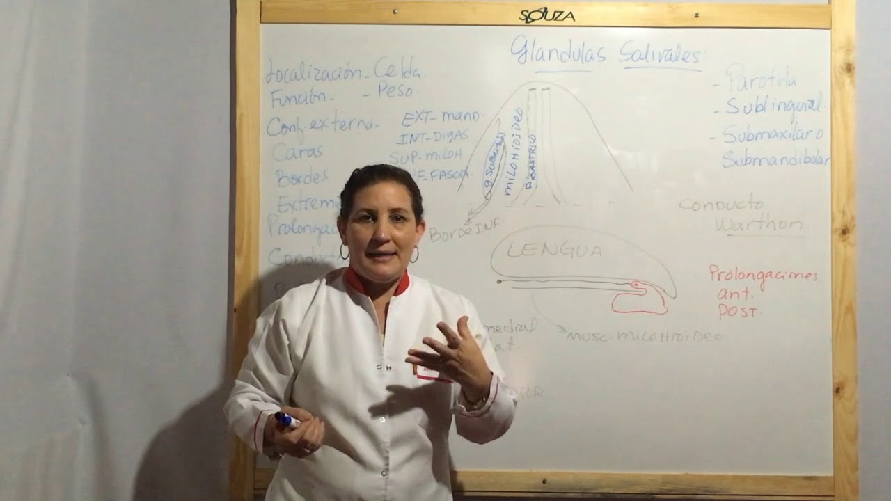 cual es la funcion de la glandula sublingual