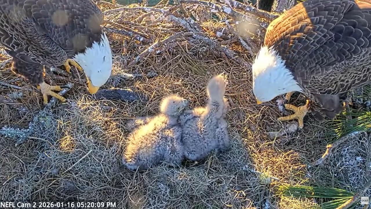 Bald Eagle - NEFL Cam 2 16.01.2026 