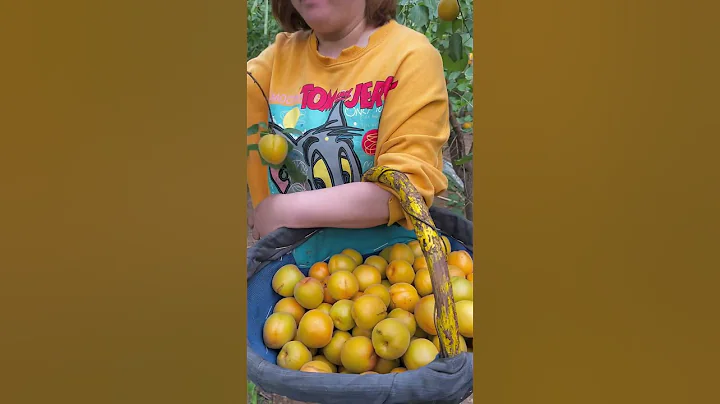 Sour, crisp and refreshing big green apricots, The big yellow apricots are ripe #freshfruit #2024 - DayDayNews