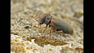 Entomology History in a Coffin: Insects from Colonial Coastal Maryland