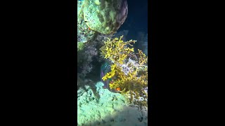 Night Ocean Adventure – Hunting Lobsters and Seafood in Coral Reef Livestream