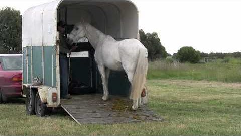 Curing a horse that rushes off the trailer