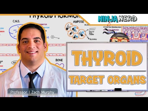Endocrinology | Target Organs of the Thyroid