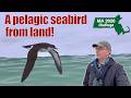 Good coastal birding with Oystercatchers, Piping Plovers and Manx Shearwaters from.a local beach!