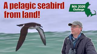 Good coastal birding with Oystercatchers, Piping Plovers and Manx Shearwaters from.a local beach!