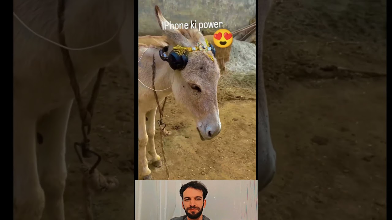 Funny Animal Clothes - try not to laugh 