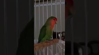 ????The love bird downtempo newage  disco viral motivation shorts electronica