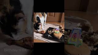 Birthday ni Eri late upload. #cat #students #comedy #cutecat #manila #cute #teampayaman #fyp