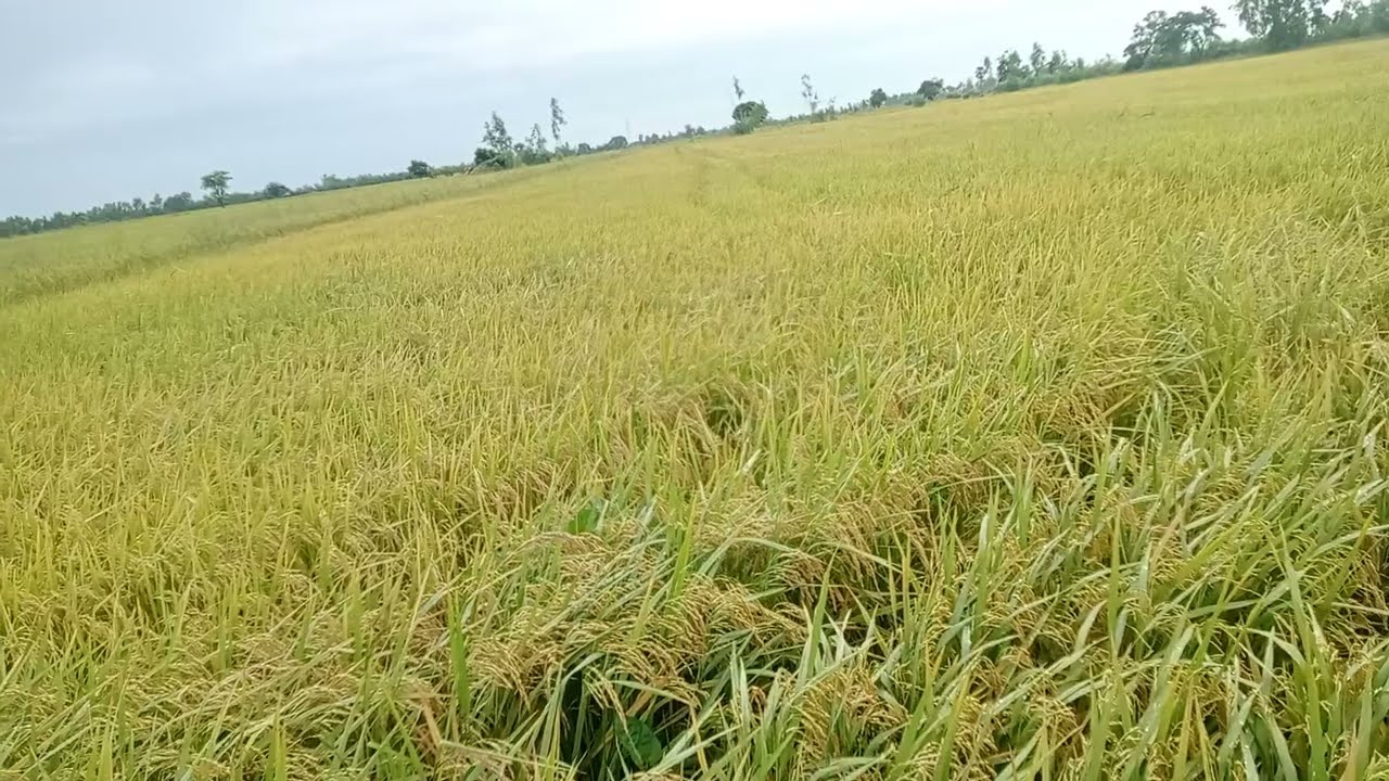 สูตรลับที่ทำให้ข้าวเมล็ดเต่ง เมล็ดสวยมีน้ำหนัก