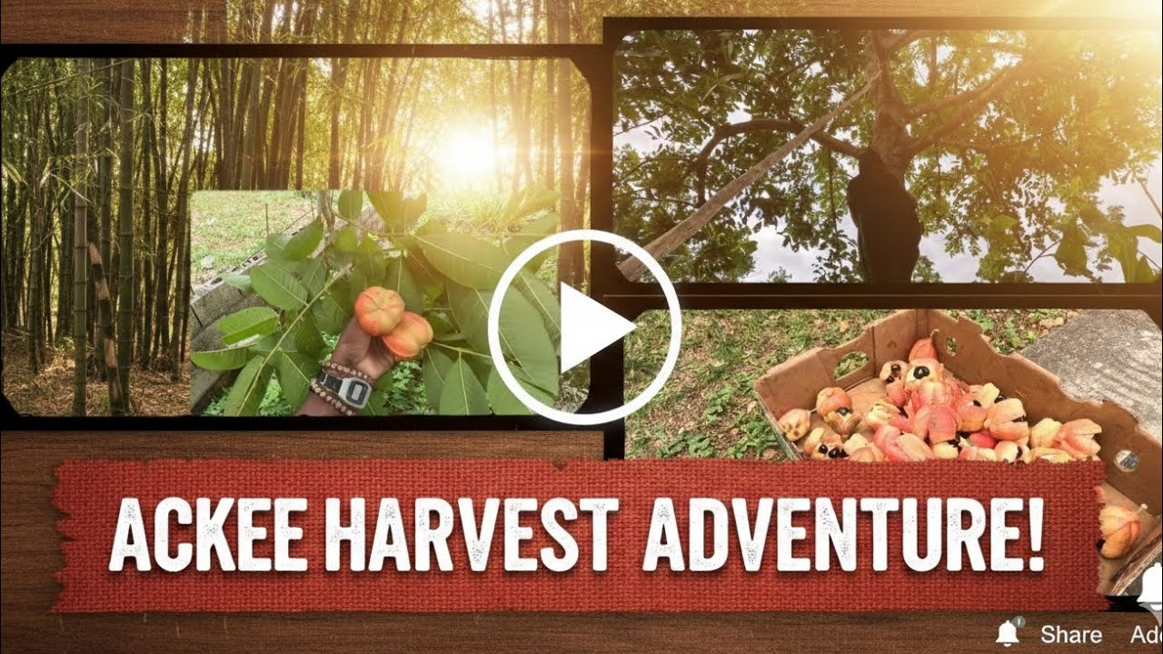 Пойдем со мной залезем на дерево аки, пока дует ветерок.