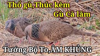 Cu Gáy/THỔ RẶC ÂM KHỦNG/Clip455/Nước Xa Thúc Kèm Gù Cà Lăm/Tướng Bộ To Bự/Hậu Nguyễn 