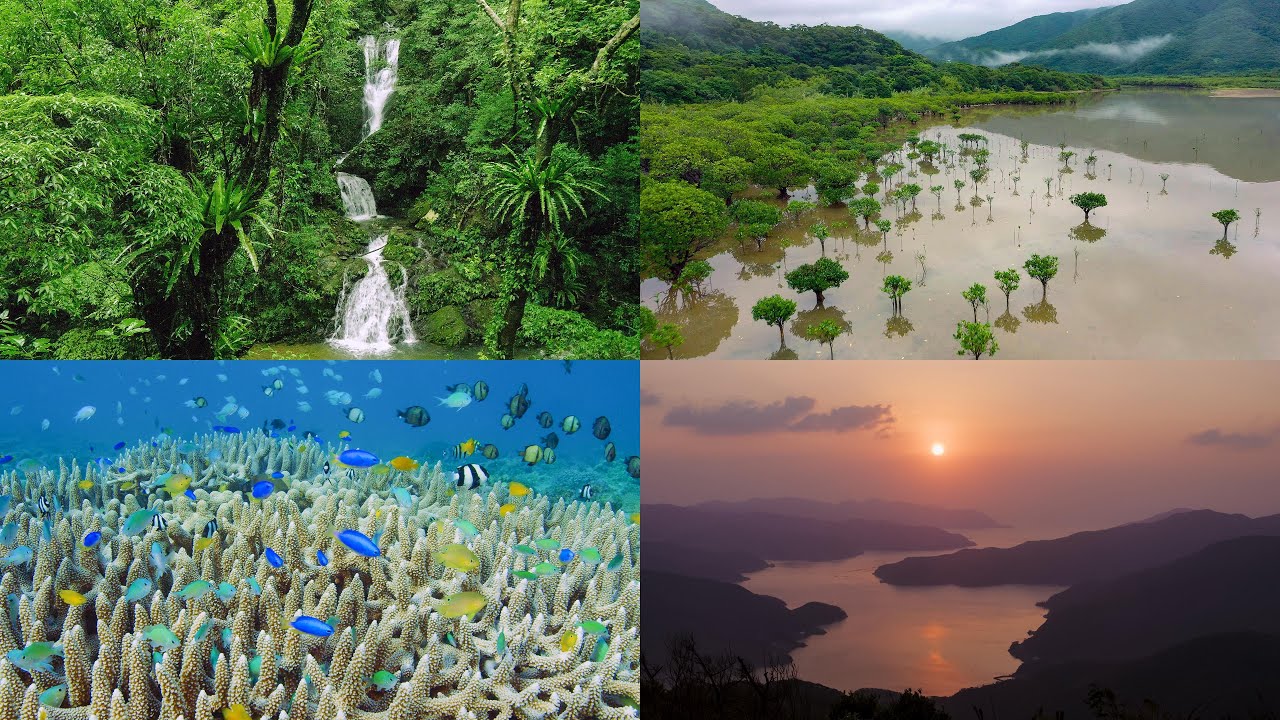 4K] 祝！世界遺産登録 奄美大島の自然絶景 Spectacular natural