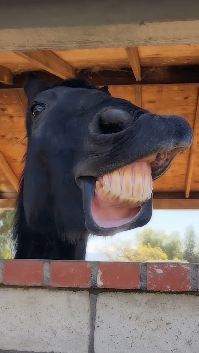 Horse laughing #horse  #horselover