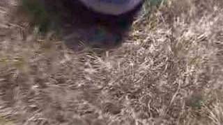 Final Flamingo Update