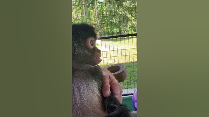 Birdy’s morning burp, excuse me😂 #monkeyaround #cute #animal #spidermonkey #funnymonkey #sweet #fyp